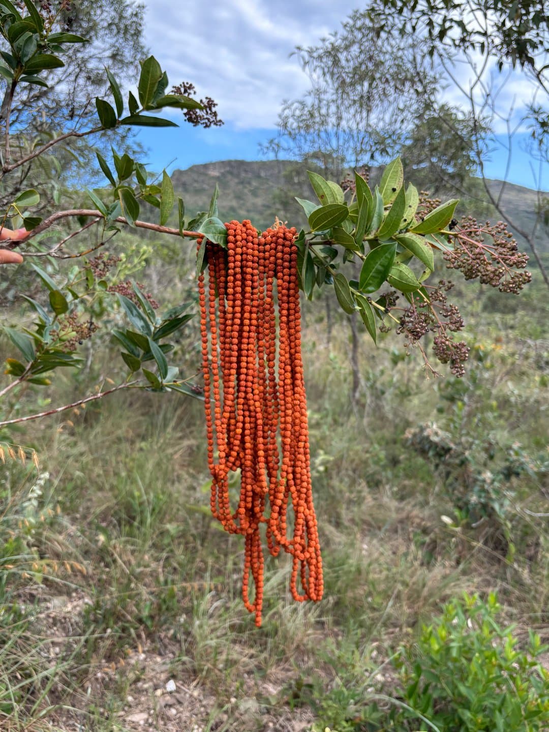 Rudrākṣa Japamālā