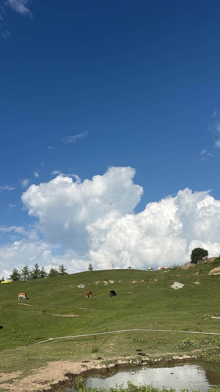 Pastagem verde na encosta acima de Naggar, com gado e nuvens altas