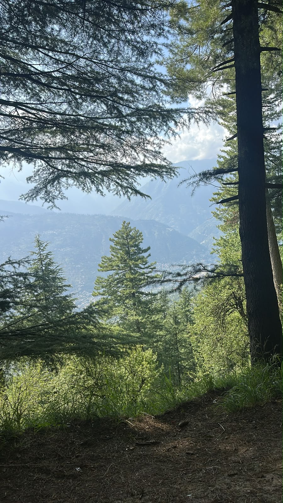 O vale do Kullu visto entre cedros e pinheiros, com a montanha ao fundo